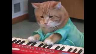 chat qui fait de la musique [upl. by Severen]