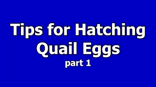 Hatching out Quail EggsHow to hatch Quail EggsHatching out Coturnix Quail Eggs [upl. by Gaston]