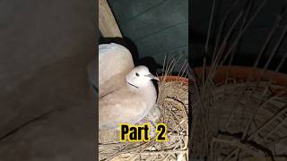 Day 1 To Day 30  Dove Growth Stages BDPigeonsLover ornofpets birds dove shorts viral [upl. by Langham]