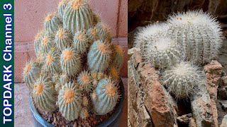 10 Hermosas variedades de Copiapoa [upl. by Aiceila]