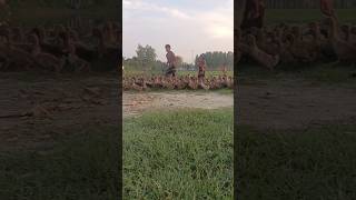 Ducklings house ducklings house shortvideo shorts [upl. by Pavior]