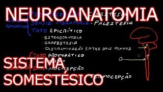 Aula Neuroanatomia  Sistema Somestésico Vias Ascendentes  Neuroanatomia Humana 5 [upl. by Assel473]