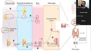 شرح ثاني محاضرة في ال Endocrine USMLE STEP 1 [upl. by Mellman]