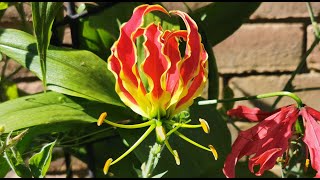 How to grow and bloom Gloriosa superbarotschildiana  GloryFlame Lily in UK a very exotic flower [upl. by Auqenaj106]