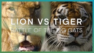 LION vs TIGER Battle Of The Big Cats  BBC Earth Unplugged [upl. by Glass865]