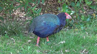 Just a few of Zealandia Eco Reserves wildlife [upl. by Akemehc]