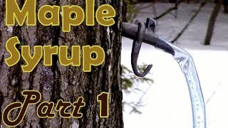 Making Maple Syrup Part 1 How to Select amp Tap a Maple Tree [upl. by Bunde31]