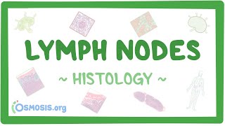 Lymph Nodes Histology [upl. by Oijimer]