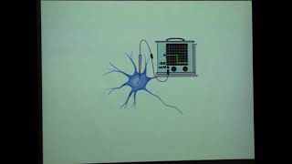 Resting Potentials and Action Potentials [upl. by Kemppe70]