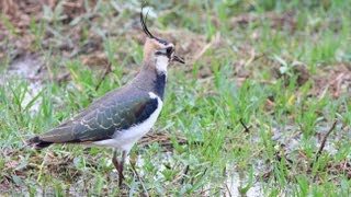 Northern Lapwing Peewit Green Plover [upl. by Peppie]