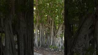 Banyan Tree [upl. by Appolonia]