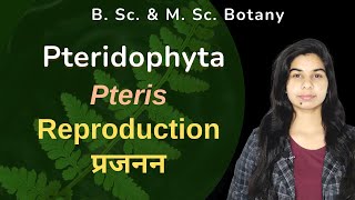 Pteridophyta  Pteris  टेरिस  Reproduction प्रजनन  हिंदी में [upl. by Eisler]