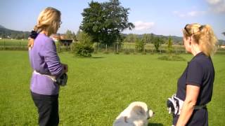 Hundetraining Kommando quotbleibquot nach animal learn mit Clarissa von Reinhardt [upl. by Gabi]