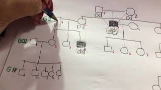 Pedigree Ejercicio Resuelto Genética Explicación de probabilidades [upl. by Vaenfila]