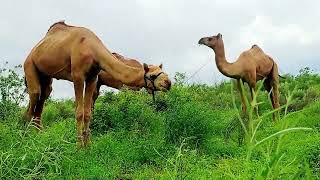 Camel Safari Adventure Riding Through the Desert our as ke dodh ka zaika to aap ne nh chakha hoga [upl. by Aynor]