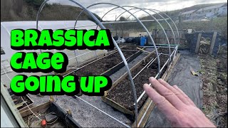 Starting on the brassica cage [upl. by Ainahtan]