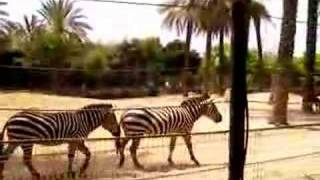 Zebras at the Zoo [upl. by Aeslehc]