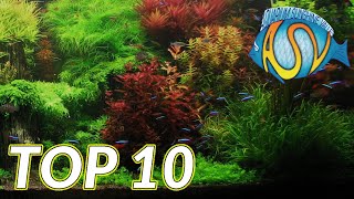 Aquariumplanten Deze TOP 10 aquariumplanten wil je gezien hebben  Aquarium Sunshine Valley [upl. by Tara]