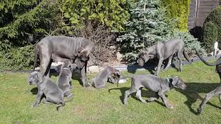 Great Dane Blue  Litter  N O P  16 puppies [upl. by Nevar]