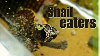 How I care for my Malaysian Snail Eating Turtles [upl. by Harat448]