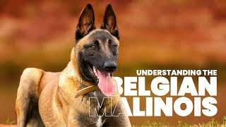 UNDERSTANDING THE BELGIAN MALINOIS [upl. by Welsh]