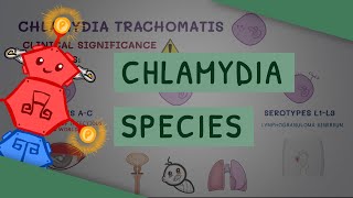 All You Need to Know About Chlamydia Species [upl. by Kassaraba]