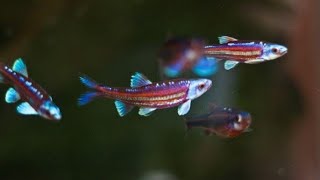 Rainbow Shiners as a pond fish [upl. by Fotzsyzrk526]