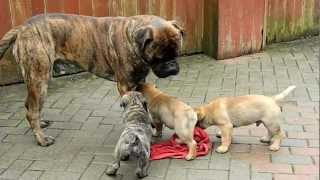 bullmastiff puppies [upl. by Uolymme]