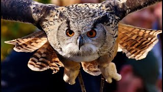 Blodeuwedd  Celtic Goddess Flower Face Owl [upl. by Yaker807]