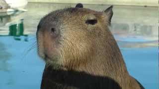 Adorable Capybara Uses His Cute Little Tongue ハンサムなカピバラの演奏ロープ [upl. by Jenne]