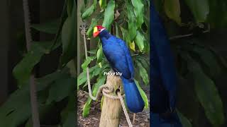 Violaceous Turaco nature birds birdwatch birdwatching songbird tropicalbird turaco aviary [upl. by Acimaj]