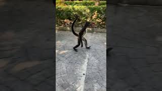 Spider Monkey in Mexico 🇲🇽 🕷️🐒 [upl. by Nady]