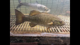 Monitoring Anadromous Fish Westfield River Dam [upl. by Starr]