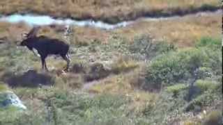 Ironbound Outfitters Moose Hunting [upl. by Aihtekal111]