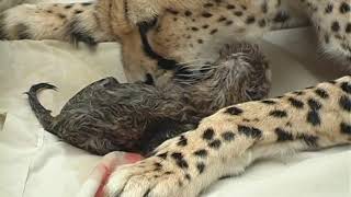 Cheetah giving birth with human assistance [upl. by Bard]