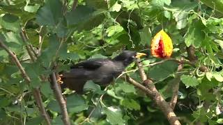 Myna and Bulbul eating Bitter Gourd fruit [upl. by Farhi739]