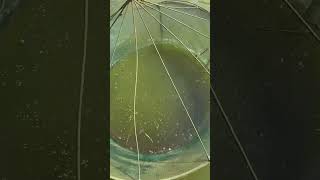 Perfect Net Fishing Moment – Watch the Action Unfold fishing FishingVibes turtle netfishing [upl. by Anauj717]