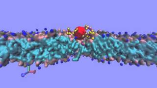 Transporte de una nanopartícula a través de una bicapa lipídica [upl. by Aicella95]