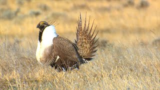 A return to sagegrouse country [upl. by Russom]