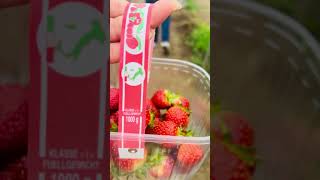 Strawberry and raspberry picking🍓🍓shortsvideonatureindianvloggeruk [upl. by Bev952]