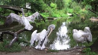 Pelicans Family Picnic with Flying Guests [upl. by Anissa431]