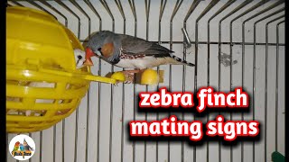 How do I know that a zebra finch will mate  mating signs [upl. by Stelmach]