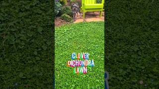 Clover Dichondra Lawn garden clover vibes landscape dichondra gardening dog backyard fairy [upl. by Cassie]