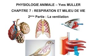 Chapitre 72 Respiration et milieu de vie  La ventilation chez les animaux [upl. by Amled329]