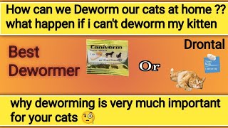 cat deworming kya hota ha  cat deworming at home  cat deworming medicine  cat deworming method [upl. by Courtnay]