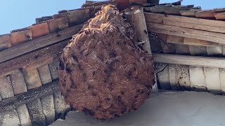 GIANT MURDER HORNET HUGE NEST REMOVAL INSIDE HOUSEVESPA MANDARINIAWASP MASSIVEYELLOW JACKETS [upl. by Vial442]