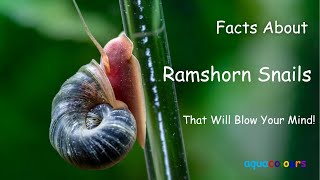 Facts About Ramshorn Snails That Will Blow Your Mind [upl. by Llebanna]