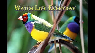 Gouldian Finch Mating Season  Gouldian Finch Mating Ritual and Building Nest [upl. by Annunciata]