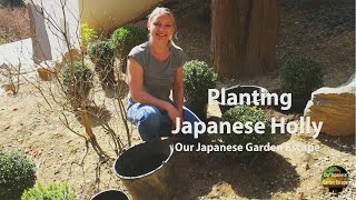 Planting Japanese Holly as Boxwood Replacement  Our Japanese Garden Escape [upl. by Shanney]