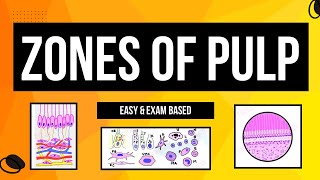 Zones of Pulp  Histology of Pulp  Cells of Pulp  Dental lectures [upl. by Haletky370]